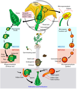 Photo by Mariana Ruiz. An illustration of a typical angiosperm life cycle.