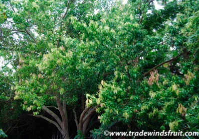 Photo by TradeWindFruit. Cinnamon trees are small or medium sized trees, about 20-40ft.