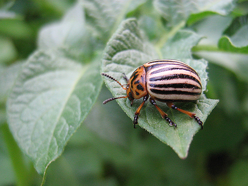 Colorado Potato Beetle Photo by Irina Ivanova