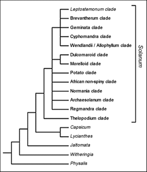 Courtesy of http://www.nhm.ac.uk/research-curation/research/projects/solanaceaesource/solanum/phylogeny.jsp