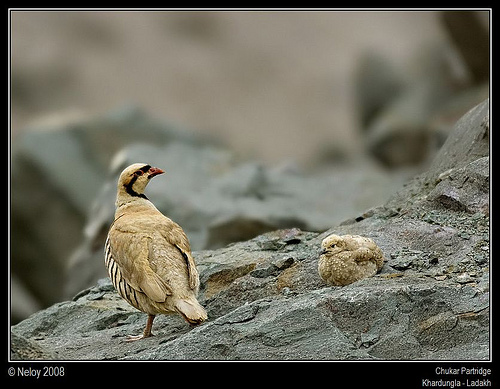 Chukar with Chick by Neloy Banerjee