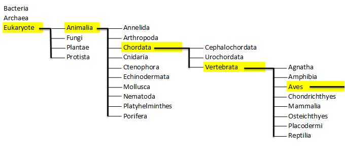 Phylogenetic Tree created by Melanie Braunschweig