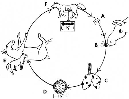 Parasitic Life Cycle of E. granulosus obtained from www.nps.gov