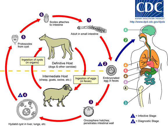 Echinococcus Life Cycle obtained from www.dpd.cdc.gov