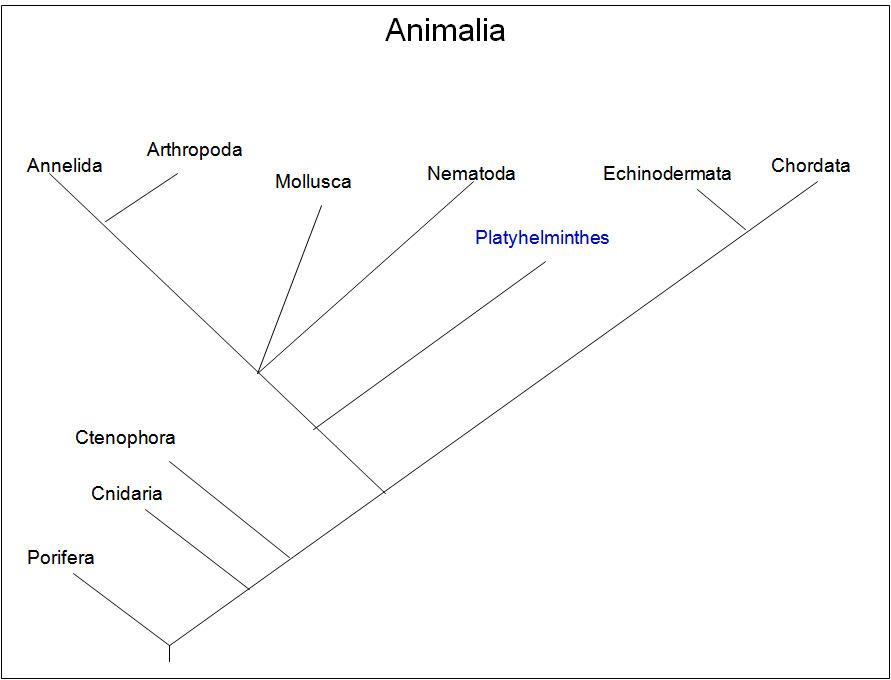 phylogeny platyhelminthes