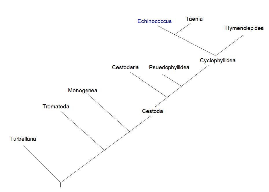  Phylogenic tree (down to species) created by Mike Breunig