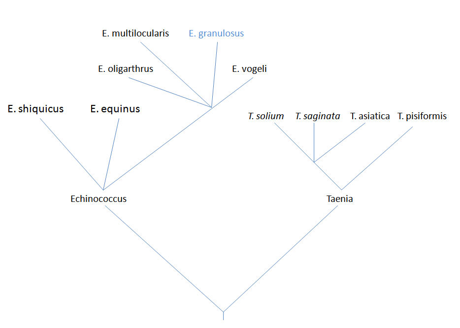 Phylogenic Tree (down to Genus) constructed by Mike Breunig