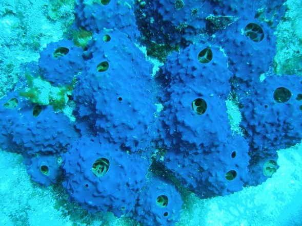 Blue Sponge - Taken by Mark Junge
