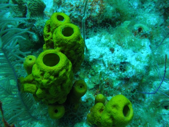Porifera - Photo Taken by Mark Junge
