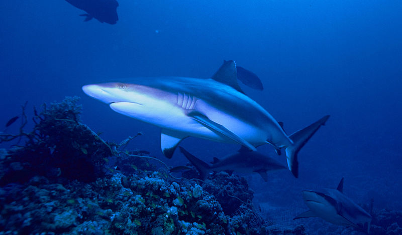 Gray Reef Shark - Taken by Albert Kok