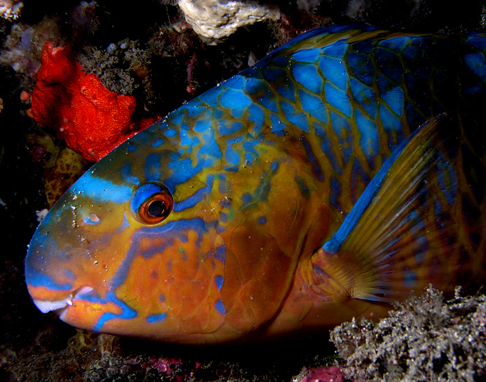 Parrot Fish - Submitted by Nhobgood