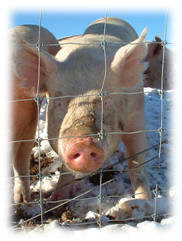  Pig behind fence courtesy of Wikimedia Commons