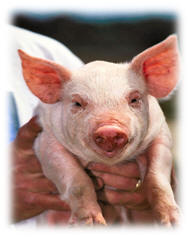 Domesticated Pig courtesy of wikiipedia.org