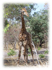  Giraffe courtesy of Wikimedia Commons