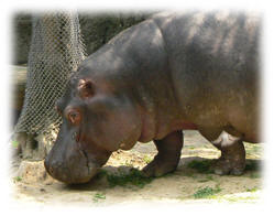 Hippo courtesy of Wikimedia Commons