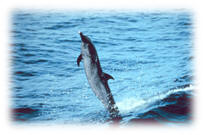 Dolphin courtesy of Wikimedia Commons