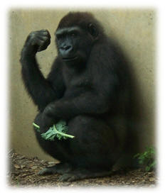 Western Low Land Gorilla courtesy of Wikimedia Commons