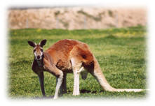 Kangaroo courtesy of Wikimedia Commons