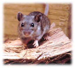 Deer Mouse courtesy of Wikimedia Commons