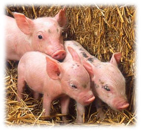 Piglets courtesy of Wikimedia Commons