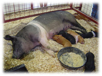 Suckling Pigs courtesy of Wikimedia Commons 