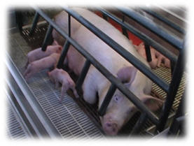 Farrowing Crate courtesy of Wikimedia Commons 