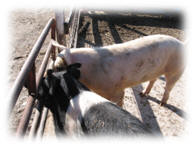 Domestic Pigs (Personal Picture)