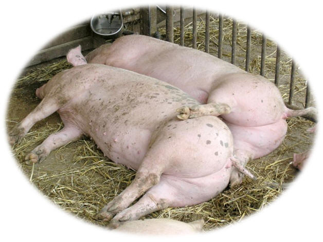 Two Sleeping Domestic Pigs courtesy of Wikimedia Commons 