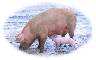 Domestic Pig courtesy of Wikimedia Commons 