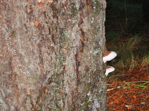 Fungi growing on a Fir tree