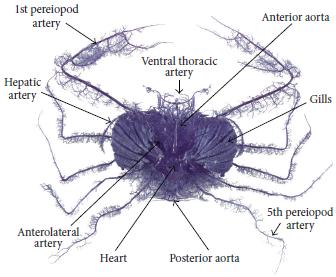 Crab Muscular System 16