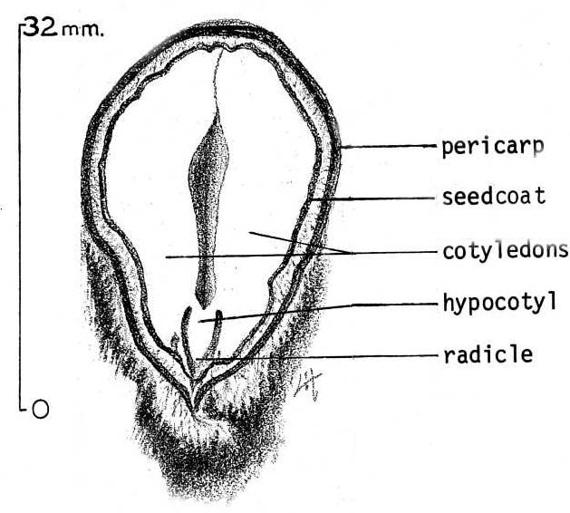 Chestnut seed diagram <http://www.plants.usda.gov/java/imageGallery?category=sciname&txtparm=Castanea&familycategory=all&growthhabit=all&duration=all&origin=all&wetland=all&imagetype=all&artist=all&copyright=all&location=all&stateSelect=all&cite=all&viewsort=25&sort=sciname>