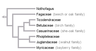Fagales Cladistic Tree <http://tolweb.org/Fagales/21027>