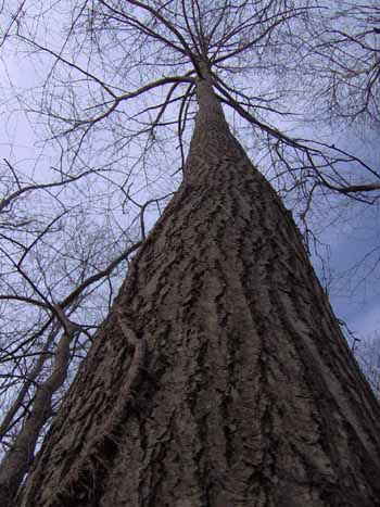 Chestnut bark <http://www.dnr.state.oh.us/Portals/18/bigtrees/bigtrees08/chestnut_American08_Erie.jpg>