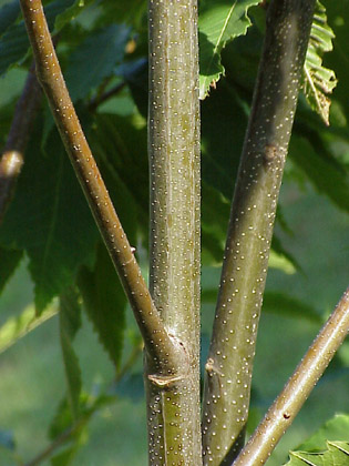 Young chestnut bark <http://www.salisbury.edu/arboretum/Castane/CaDe/CaDeHM.html>