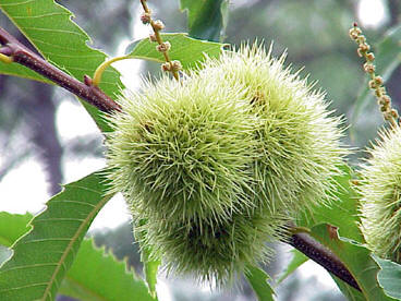 Chestnut husk <http://www.salisbury.edu/arboretum/Castane/CaDe/CaDeHM.html>