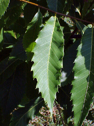 Chestnut tree leaf <http://www.salisbury.edu/arboretum/Castane/CaDe/CaDeHM.html>