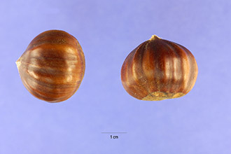 Chestnut <http://plants.usda.gov/gallery/standard/cade12_002_shp.jpg>