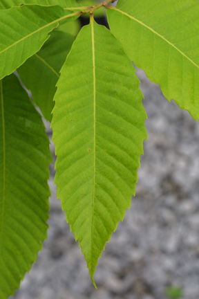 Chestnut leaf utilized for photosynthesis <http://www.salisbury.edu/arboretum/Castane/CaDe/CaDeHM.html>