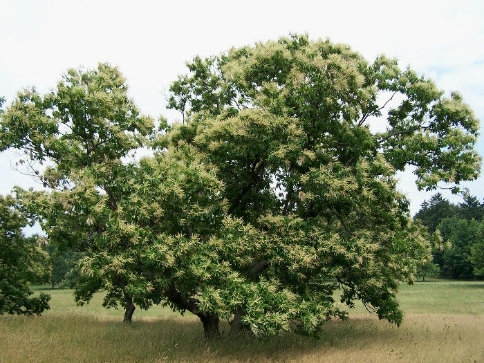Flowering Tree <http://commons.wikimedia.org/wiki/Castanea_dentata>