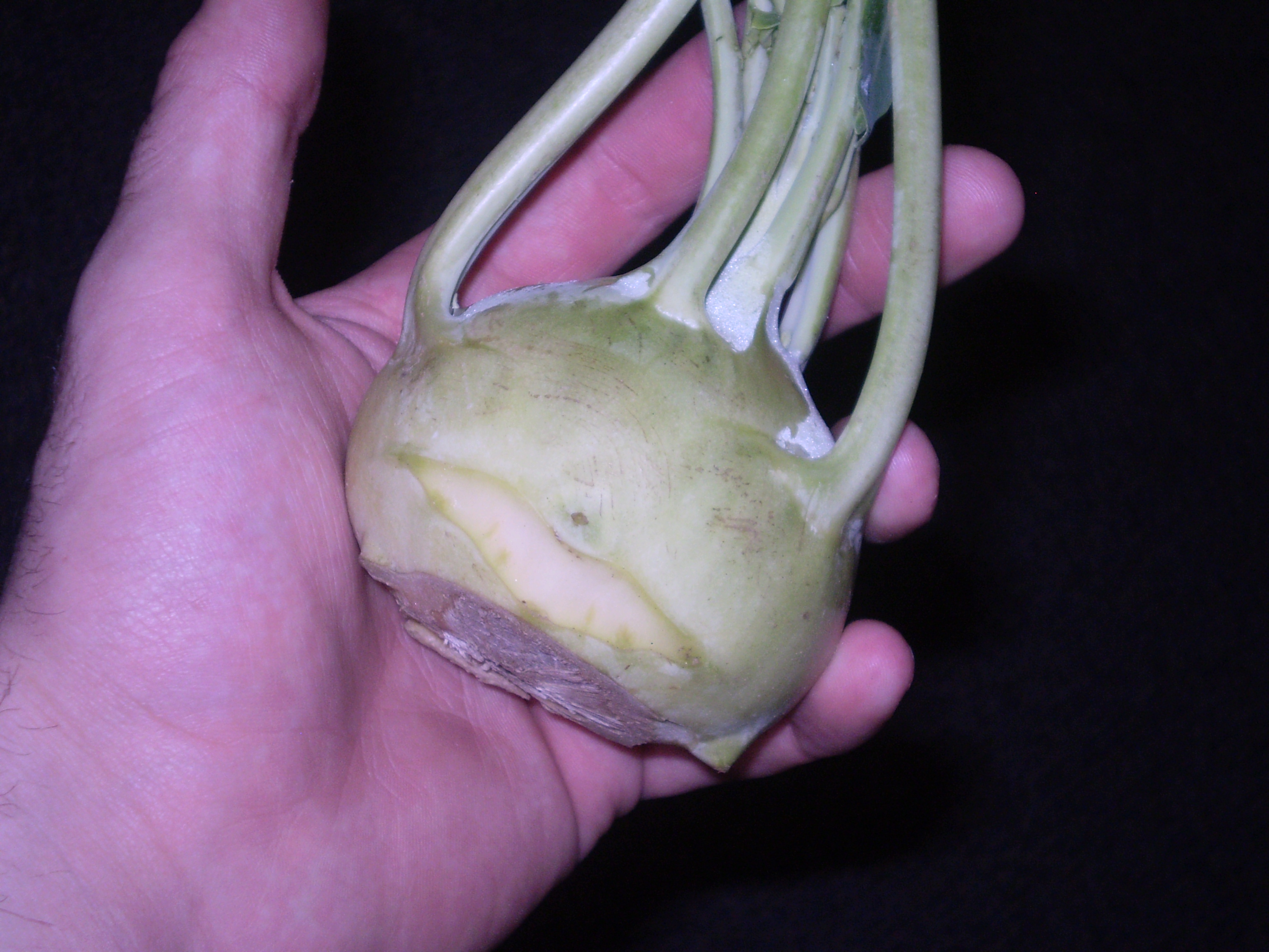 The end product - A Kohlrabi (taken by myself)