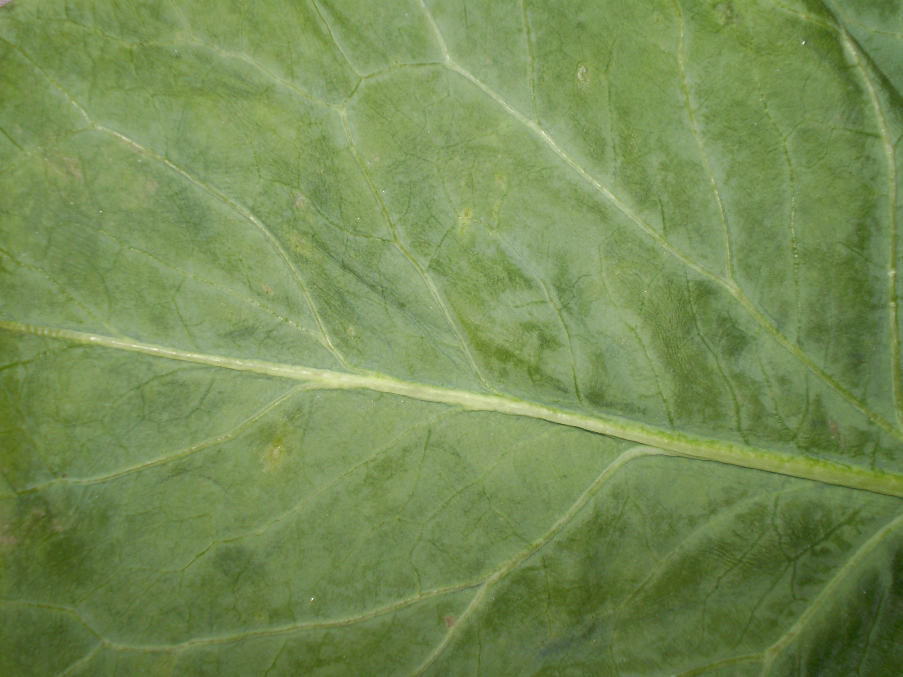 The net like appearance of the veins in a Kohlrabi leaf (as taken by myself)
