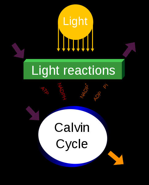Courtesy of Wikipedia commons - A simplification of the photosynthesis process