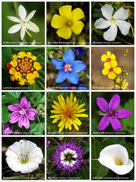 Courtesy of Wikipedia commons - A few examples of flowering plants