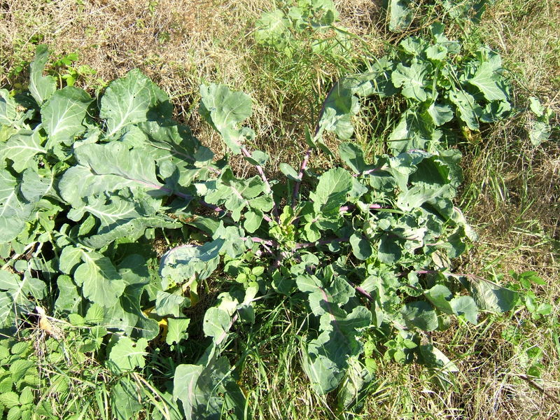 Courtesy of Wikipedia Commons - An example of wild cabbage