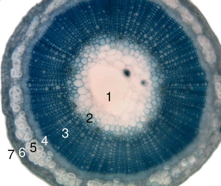 Courtesy of Wikipedia Commons - A picture of Xylem and Phloem