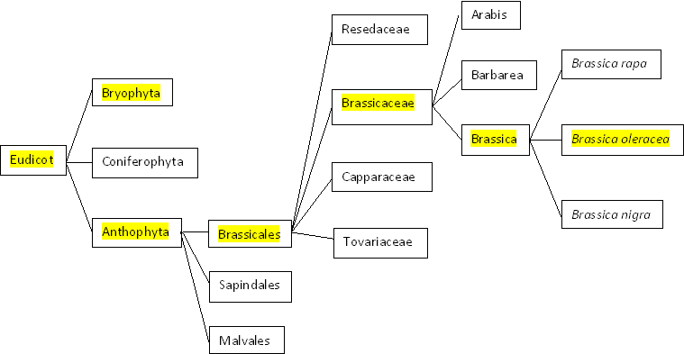 Phylogenetic tree for members of the Brassica genus - drawn by Jonathan Komp
