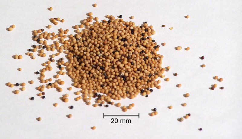 Courtesy of Wikipedia Commons - Mustard seed