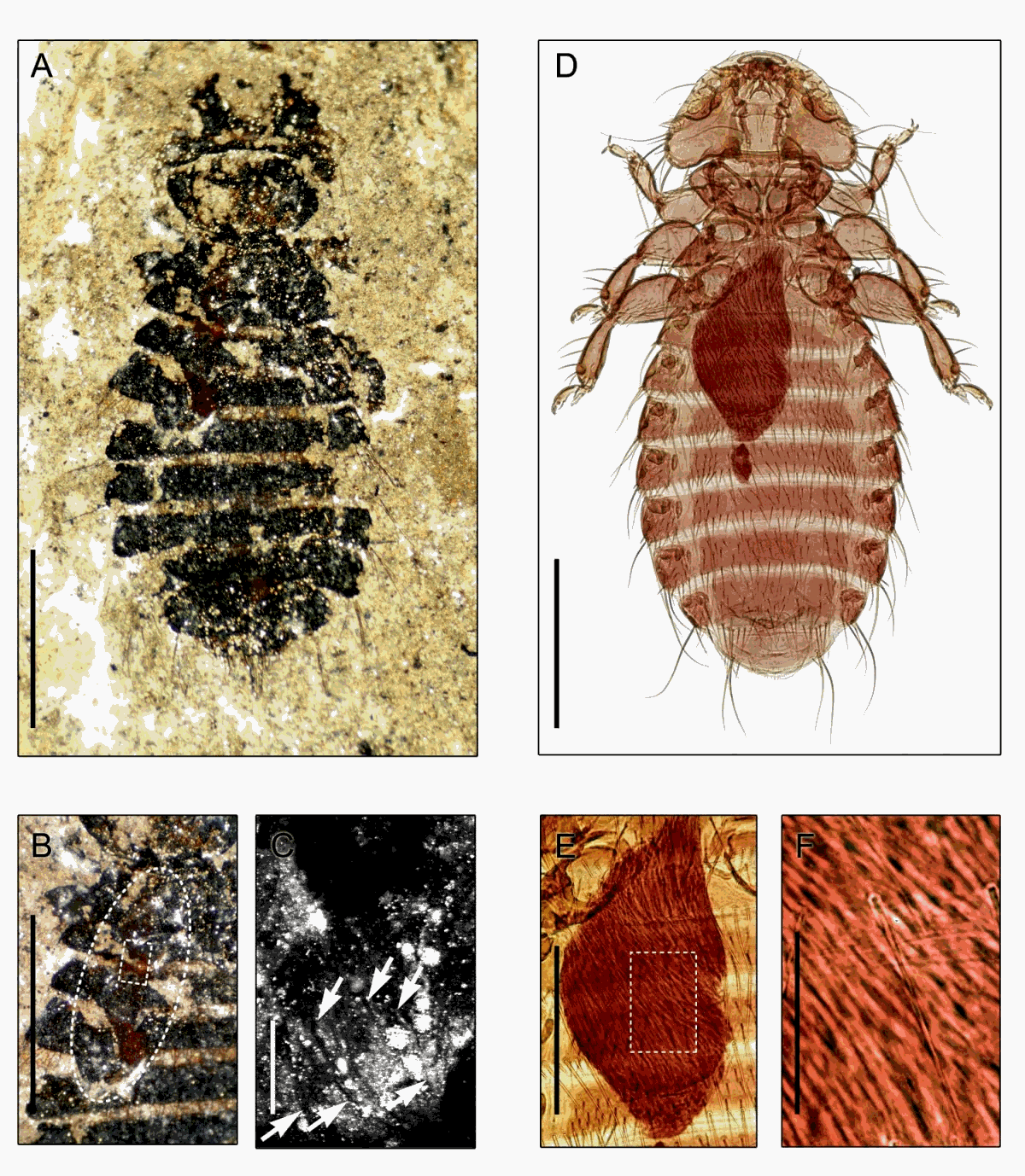 http://images.google.com/imgres?imgurl=http://vsmith.info/files/papers/fossil/download/Fig1.jpg&imgrefurl=http://vsmith.info/Louse-Fossil&usg=__nn4Xme7Vrt0RyBpgjripPe6yhLA=&h=1378&w=1200&sz=407&hl=en&start=5&tbnid=W7dW1FXhadkwWM:&tbnh=150&tbnw=131&prev=/images%3Fq%3Dvincent%2Bsmith%2B%252B%2Bfeather%2Blice%26gbv%3D2%26hl%3Den