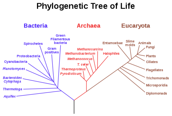 Phylogenetic tree courtesy of Wikipedia